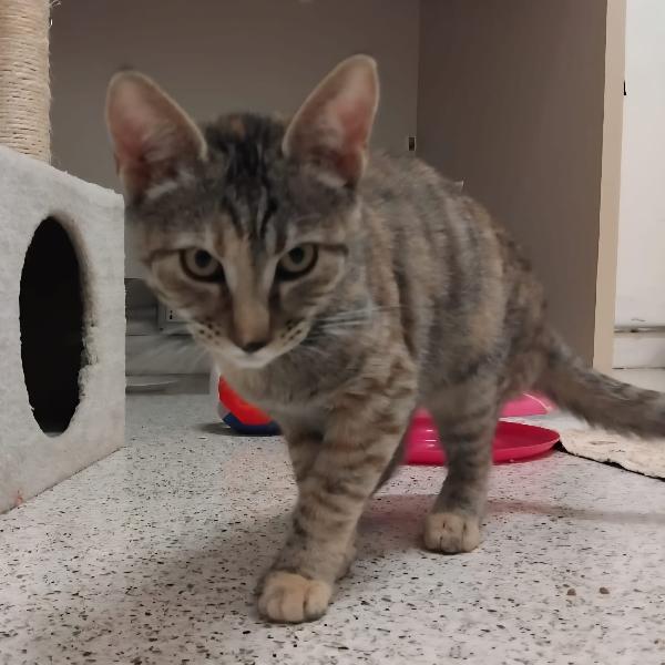 Nala & Falco scampati al peggio Foto 6